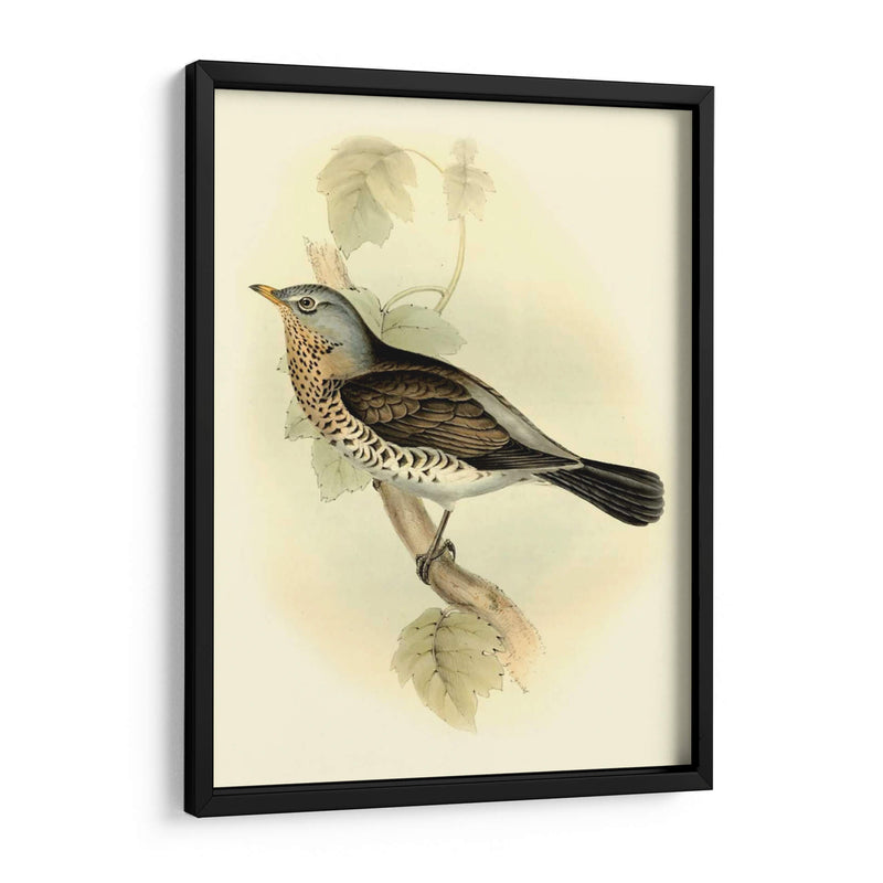 Fieldfare Goulds - John Gould | Cuadro decorativo de Canvas Lab