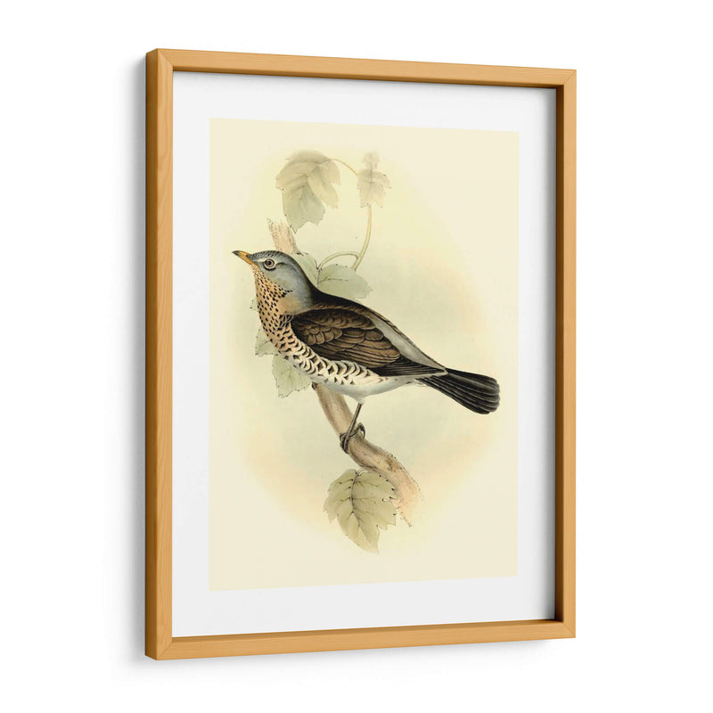 Fieldfare Goulds - John Gould | Cuadro decorativo de Canvas Lab