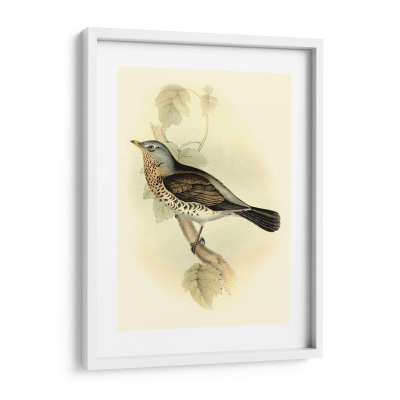 Fieldfare Goulds - John Gould | Cuadro decorativo de Canvas Lab