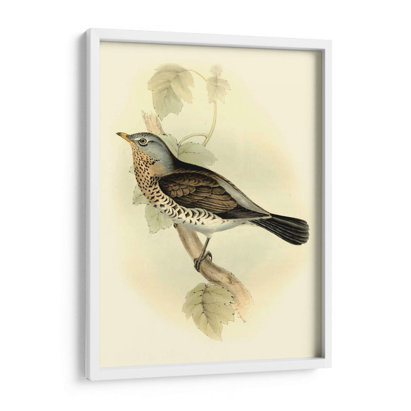 Fieldfare Goulds - John Gould | Cuadro decorativo de Canvas Lab