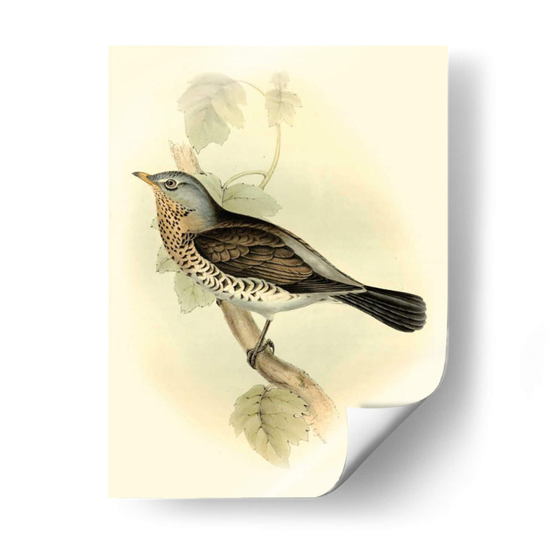 Fieldfare Goulds - John Gould | Cuadro decorativo de Canvas Lab