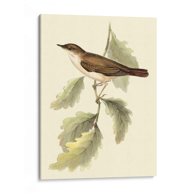 Goulds Nightingale - John Gould | Cuadro decorativo de Canvas Lab