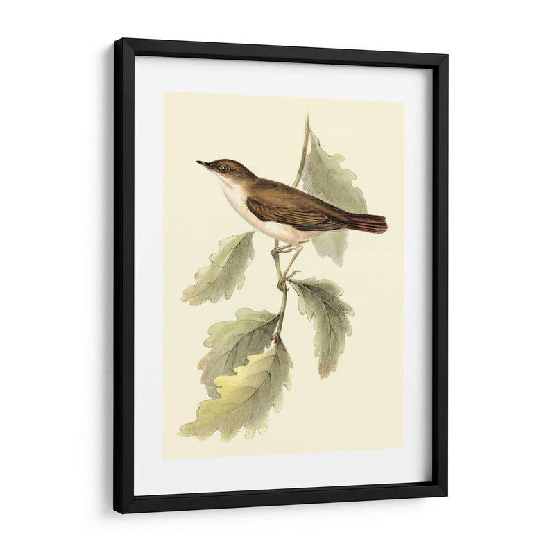 Goulds Nightingale - John Gould | Cuadro decorativo de Canvas Lab