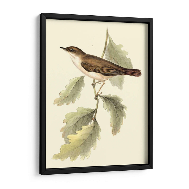 Goulds Nightingale - John Gould | Cuadro decorativo de Canvas Lab