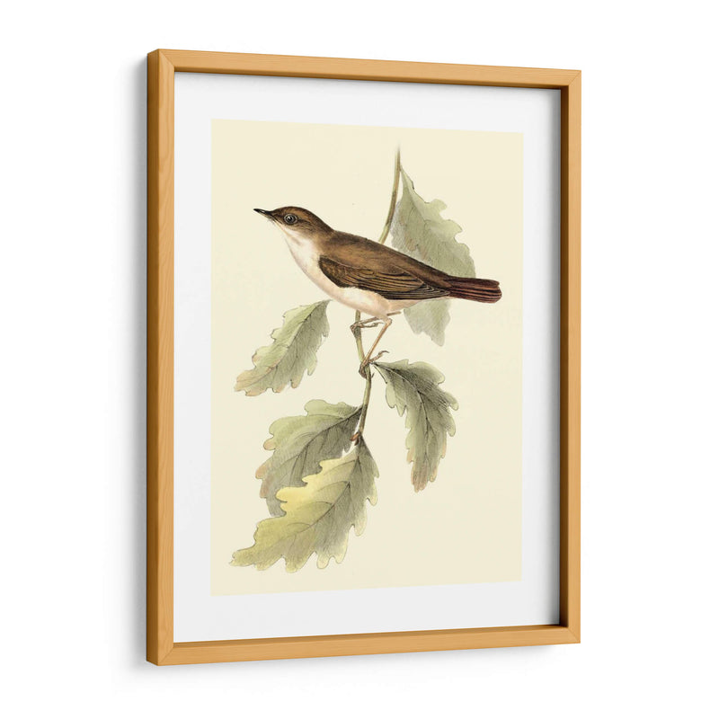 Goulds Nightingale - John Gould | Cuadro decorativo de Canvas Lab