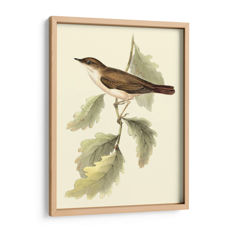 Goulds Nightingale - John Gould | Cuadro decorativo de Canvas Lab