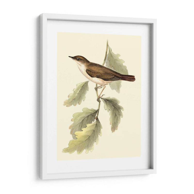 Goulds Nightingale - John Gould | Cuadro decorativo de Canvas Lab