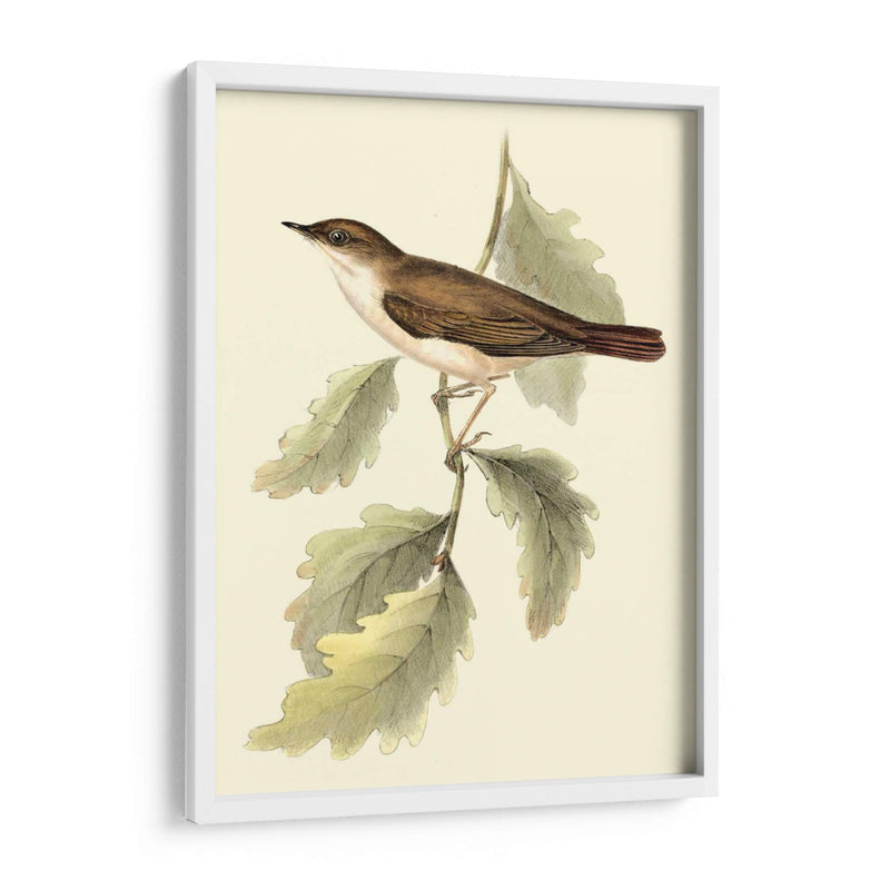 Goulds Nightingale - John Gould | Cuadro decorativo de Canvas Lab