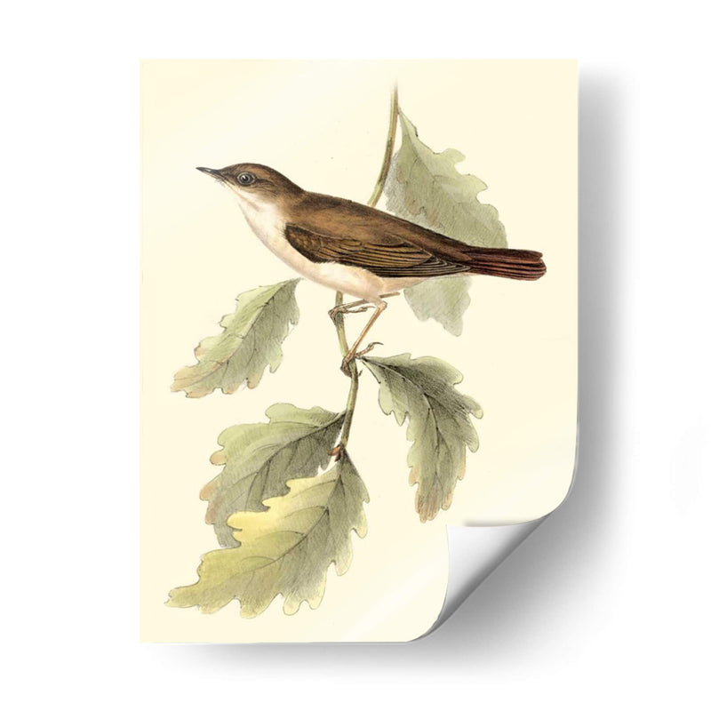 Goulds Nightingale - John Gould | Cuadro decorativo de Canvas Lab