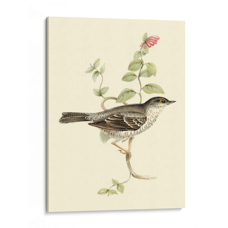 Goulds Barred Warbler - John Gould | Cuadro decorativo de Canvas Lab