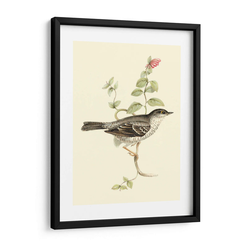 Goulds Barred Warbler - John Gould | Cuadro decorativo de Canvas Lab