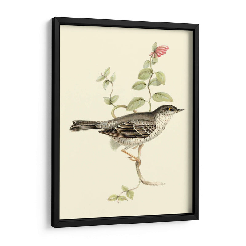 Goulds Barred Warbler - John Gould | Cuadro decorativo de Canvas Lab