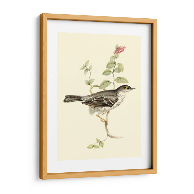 Goulds Barred Warbler - John Gould | Cuadro decorativo de Canvas Lab