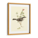 Goulds Barred Warbler - John Gould | Cuadro decorativo de Canvas Lab