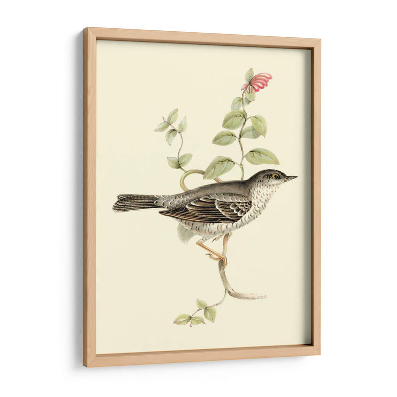 Goulds Barred Warbler - John Gould | Cuadro decorativo de Canvas Lab