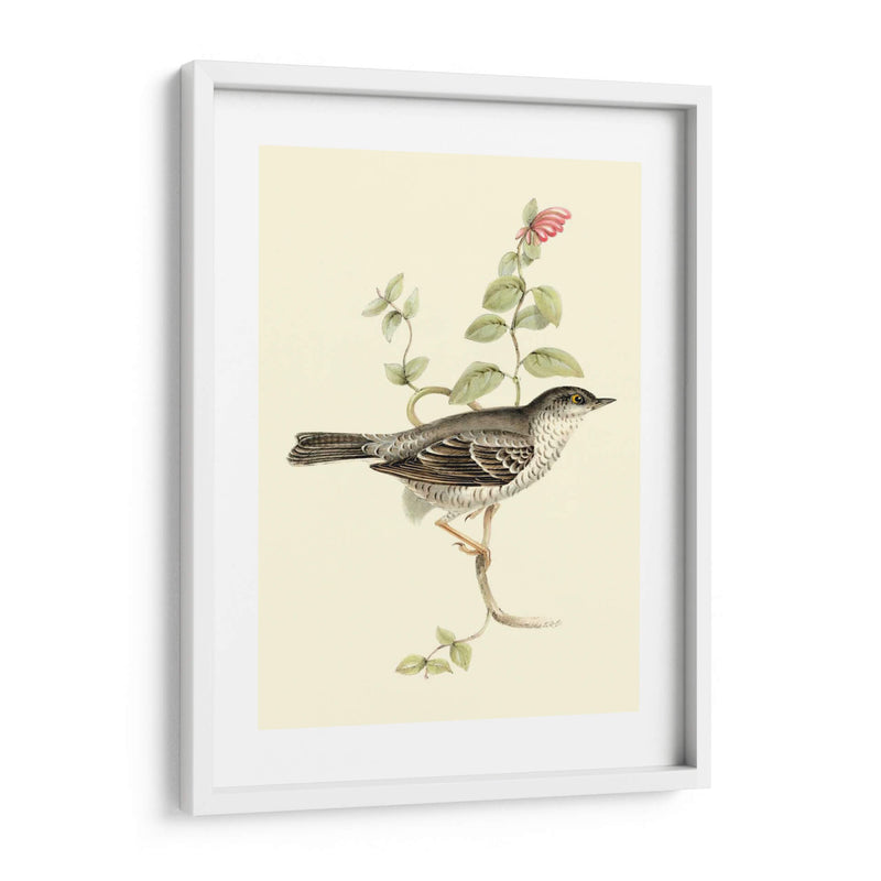 Goulds Barred Warbler - John Gould | Cuadro decorativo de Canvas Lab