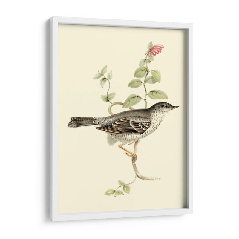 Goulds Barred Warbler - John Gould | Cuadro decorativo de Canvas Lab