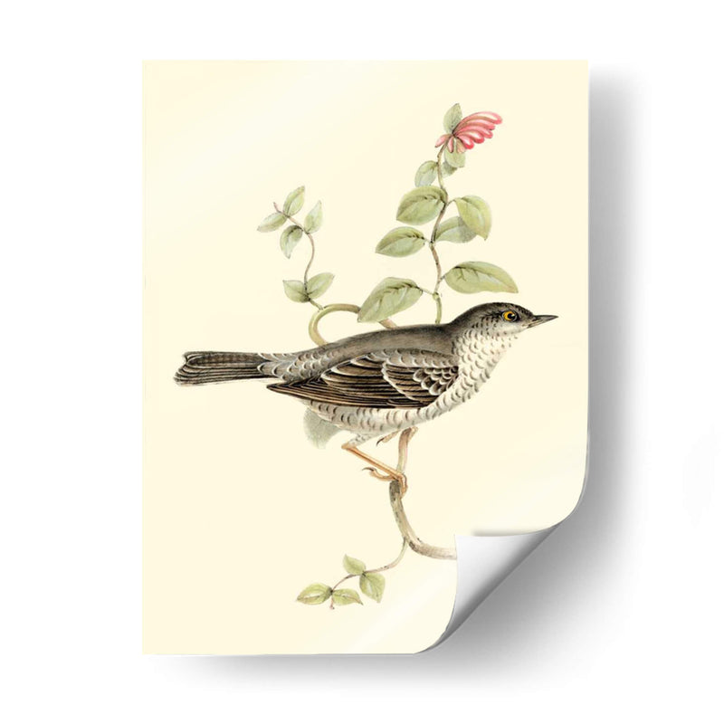 Goulds Barred Warbler - John Gould | Cuadro decorativo de Canvas Lab