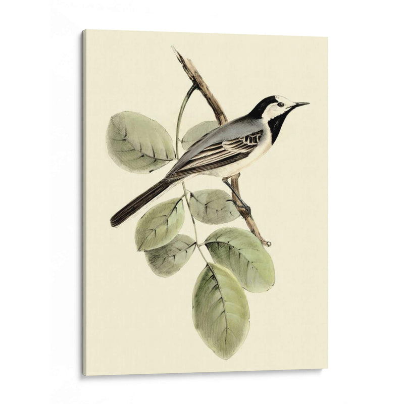 Goulds Wagtail Blanco - John Gould | Cuadro decorativo de Canvas Lab