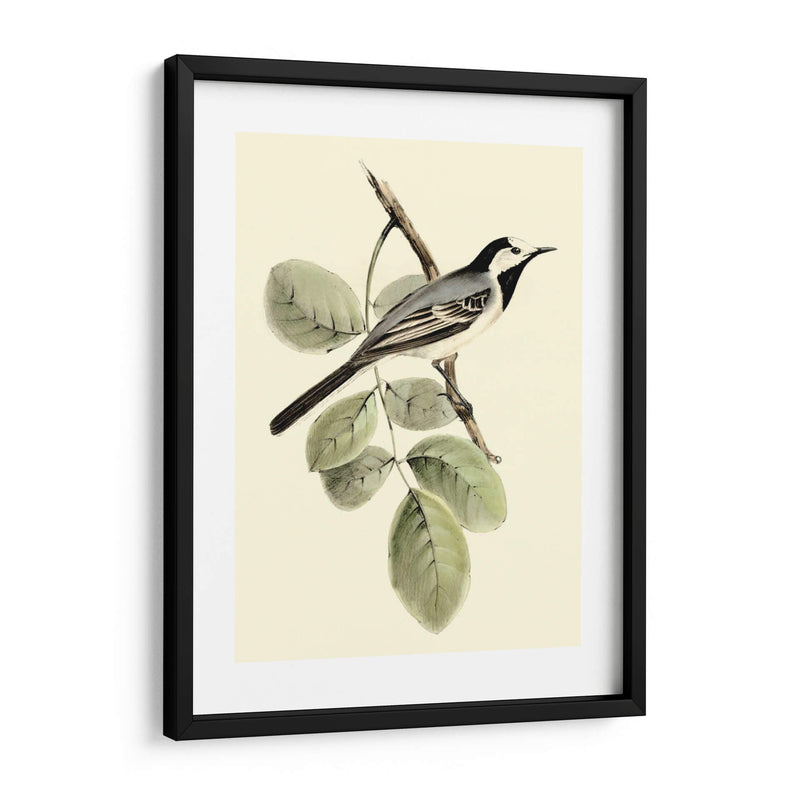 Goulds Wagtail Blanco - John Gould | Cuadro decorativo de Canvas Lab