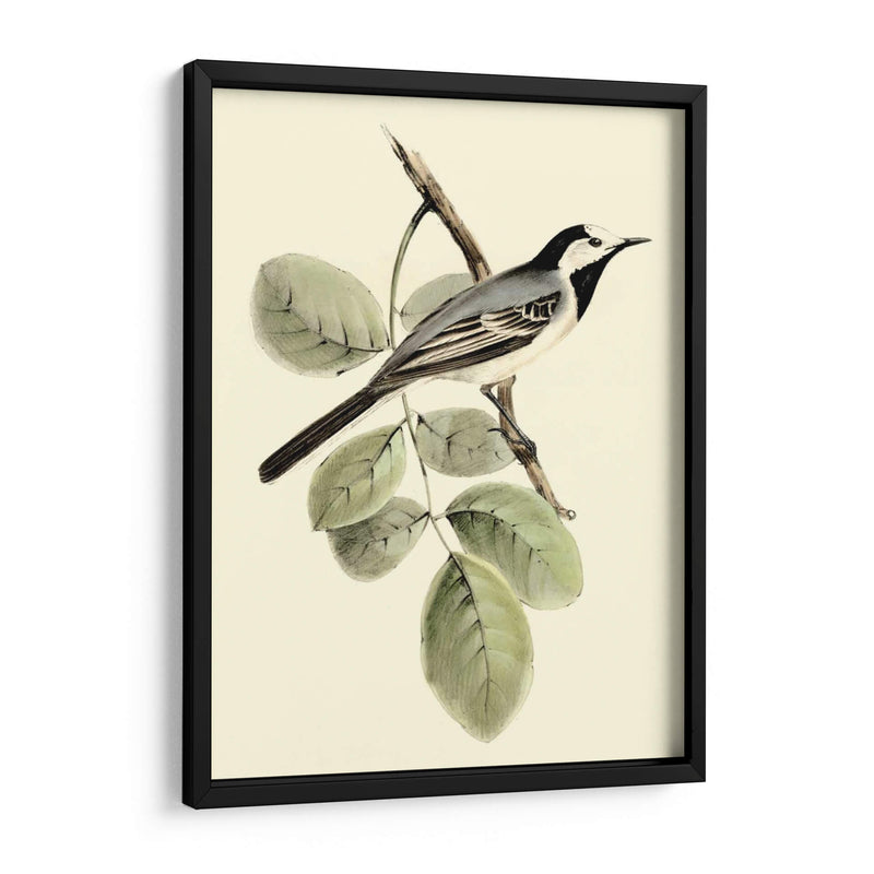 Goulds Wagtail Blanco - John Gould | Cuadro decorativo de Canvas Lab