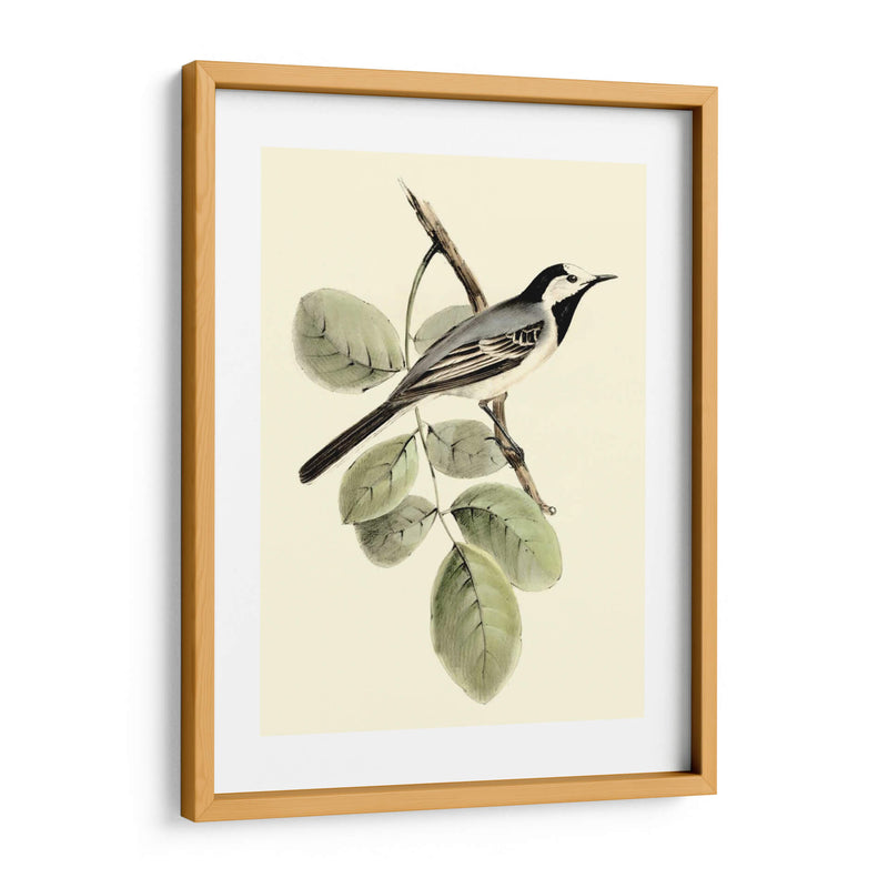 Goulds Wagtail Blanco - John Gould | Cuadro decorativo de Canvas Lab