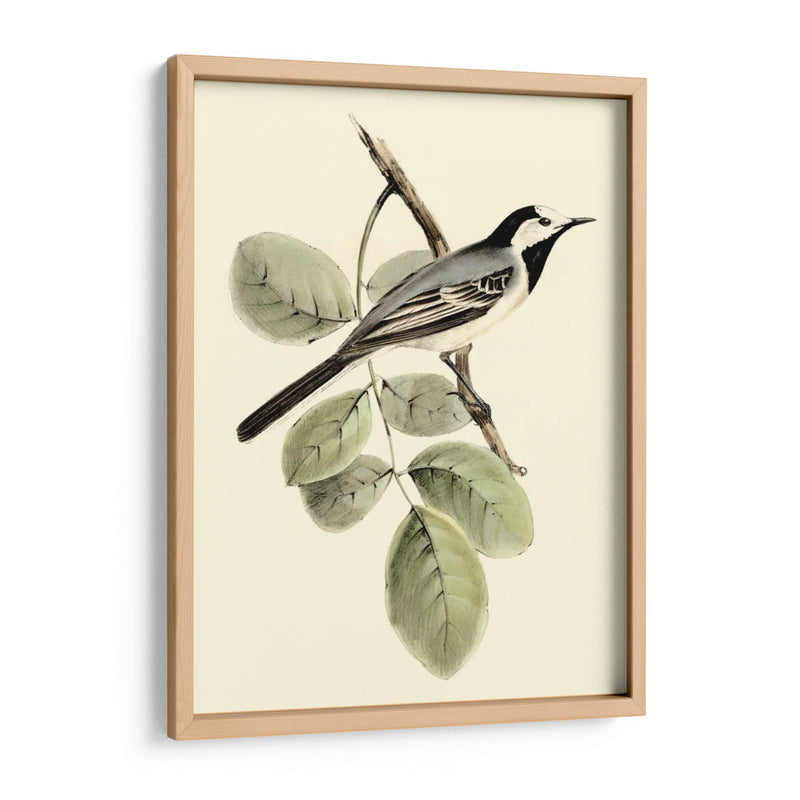 Goulds Wagtail Blanco - John Gould | Cuadro decorativo de Canvas Lab