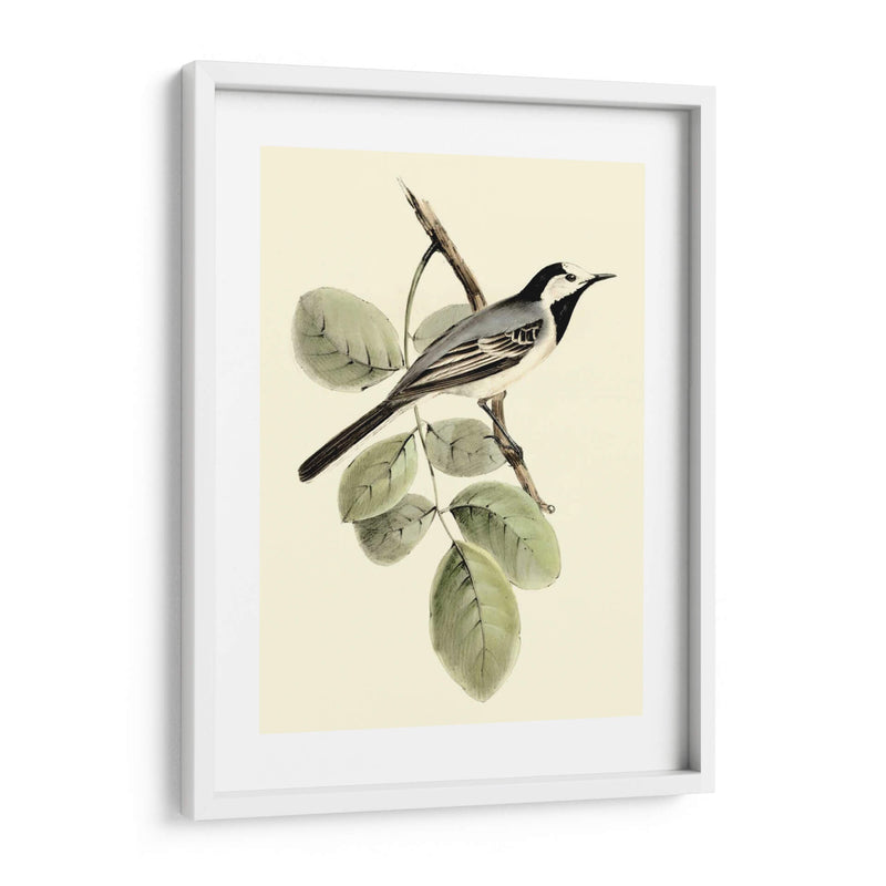 Goulds Wagtail Blanco - John Gould | Cuadro decorativo de Canvas Lab