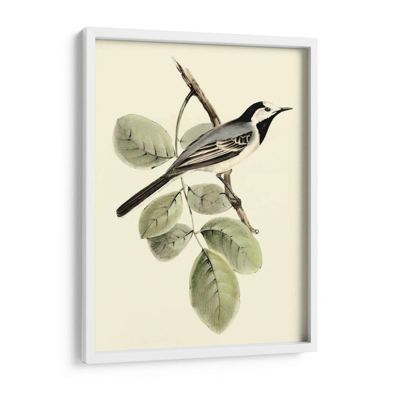 Goulds Wagtail Blanco - John Gould | Cuadro decorativo de Canvas Lab