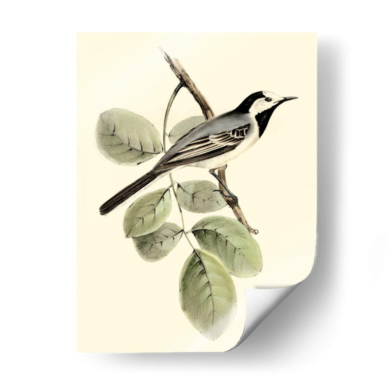 Goulds Wagtail Blanco - John Gould | Cuadro decorativo de Canvas Lab