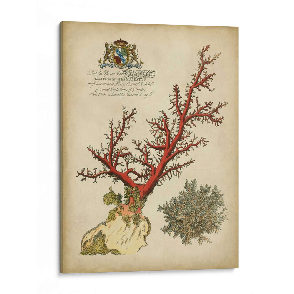Coral Imperial Ii - Vision Studio | Cuadro decorativo de Canvas Lab