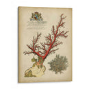 Coral Imperial Ii - Vision Studio | Cuadro decorativo de Canvas Lab