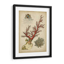 Coral Imperial Ii - Vision Studio | Cuadro decorativo de Canvas Lab