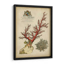 Coral Imperial Ii - Vision Studio | Cuadro decorativo de Canvas Lab