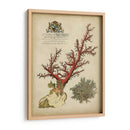 Coral Imperial Ii - Vision Studio | Cuadro decorativo de Canvas Lab