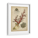 Coral Imperial Ii - Vision Studio | Cuadro decorativo de Canvas Lab