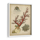 Coral Imperial Ii - Vision Studio | Cuadro decorativo de Canvas Lab