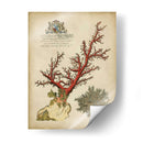 Coral Imperial Ii - Vision Studio | Cuadro decorativo de Canvas Lab