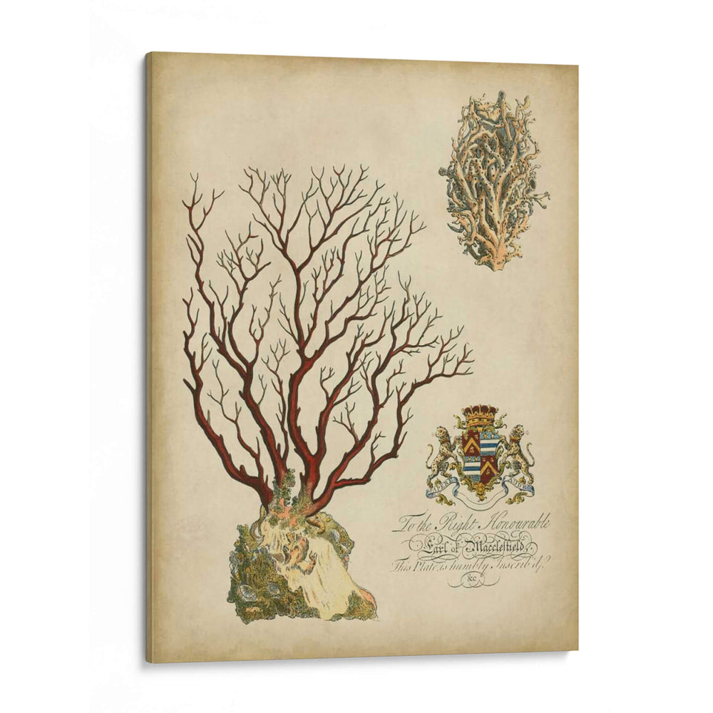 Coral Imperial Iii - Vision Studio | Cuadro decorativo de Canvas Lab