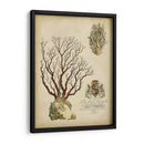 Coral Imperial Iii - Vision Studio | Cuadro decorativo de Canvas Lab