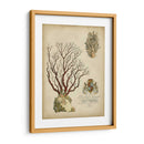 Coral Imperial Iii - Vision Studio | Cuadro decorativo de Canvas Lab