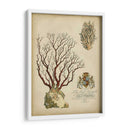 Coral Imperial Iii - Vision Studio | Cuadro decorativo de Canvas Lab