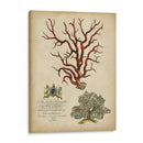 Coral Imperial Iv - Vision Studio | Cuadro decorativo de Canvas Lab