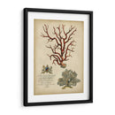 Coral Imperial Iv - Vision Studio | Cuadro decorativo de Canvas Lab