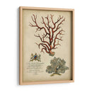 Coral Imperial Iv - Vision Studio | Cuadro decorativo de Canvas Lab