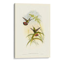 Húmedo Gould I - John Gould | Cuadro decorativo de Canvas Lab