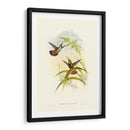 Húmedo Gould I - John Gould | Cuadro decorativo de Canvas Lab