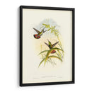 Húmedo Gould I - John Gould | Cuadro decorativo de Canvas Lab