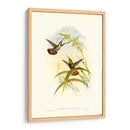 Húmedo Gould I - John Gould | Cuadro decorativo de Canvas Lab