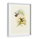 Húmedo Gould I - John Gould | Cuadro decorativo de Canvas Lab